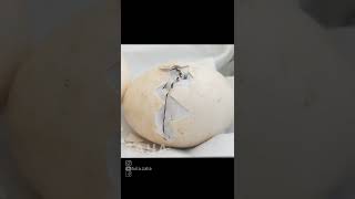 Chicken egg hatching process from zipping🐣 [upl. by Arak]