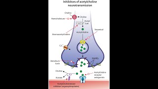 Inhibition of acetylcholine neurotransmission [upl. by Magulac586]