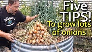 5 Tips How to Grow a Ton of Onions in One Container or Garden Bed [upl. by Anayaran]