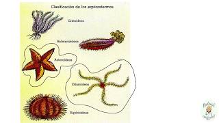 Los equinodermos Características generales [upl. by Nanon652]