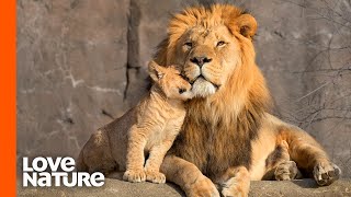 Lion Cubs Are Introduced To Their Father  Predator Perspective  Love Nature [upl. by Bertero]