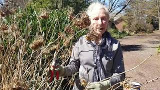 How to Prune Your Hydrangea [upl. by Nimrac]