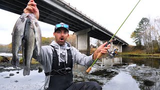 Beautiful Guadalupe River rainbow trout flyfishingonly flyfishing rainbowtrout troutfishing [upl. by Hertha]