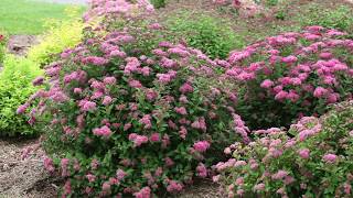 Pruning Spiraea in Early Spring [upl. by Shushan466]