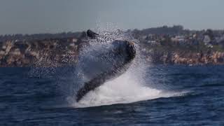 Whale Watching Sydney [upl. by Lirpa]