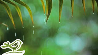 Rainy Piano Radio 🌧️ Relaxing Music with Rain Sounds 247 [upl. by Adnale998]