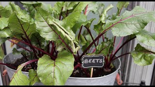 Growing Beets in Containers  Fall Balcony Garden [upl. by Sivam]