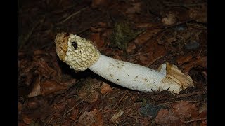 The Common Stinkhorn Phallus impudicus [upl. by Cissie]