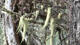 Subida cerro Mackay Coyhaique Patagonia trekking [upl. by Pejsach]