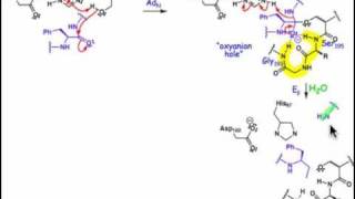 2106 Serine and Cysteine Proteases [upl. by Elamor527]