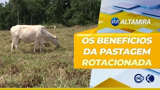 Conheça os benefícios da pastagem rotacionada  SBT Altamira [upl. by Shandie]