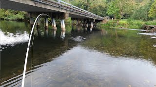 I Tried Bread amp Cheese Chasing Sooty Grunter In A Fresh Water Creeks Around Cairns fishing [upl. by Ainesy]