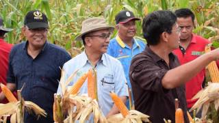 Penuaian Jagung Bijirin Kg Dadong Kemaman Terengganu [upl. by Lauter]