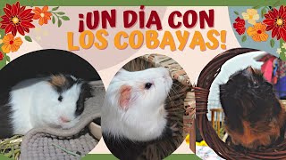 📹 ¡COBAYAS en 4K 🐹 PRIMER VLOG con la CÁMARA NUEVA ❤️ Nos suspenden la cuenta de Instagram 😡 [upl. by Ibok]