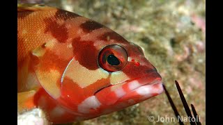 Blacktip Rockcod  Epinephelus fasciatus [upl. by Emlynne]