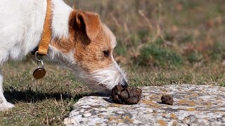 How To Stop Puppy From Eating Poop [upl. by Betty]