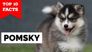 Pomsky  Top 10 Facts [upl. by Yrrej491]