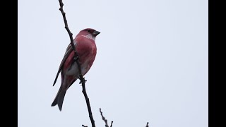 オオマシコ（Pallass Rosefinch）の２羽並び [upl. by Hnaht]