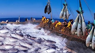 Todos deberían ver este vídeo de pescadores captura de cientos de toneladas de peces con gran barco [upl. by Nanreh]