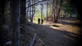 A Naseby NZ Winter Forest Walk July 2024 [upl. by Lodmilla932]