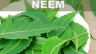 Estos son los 5 mejores beneficios del Neem o Lila India para la salud del cuerpo [upl. by Harbard742]