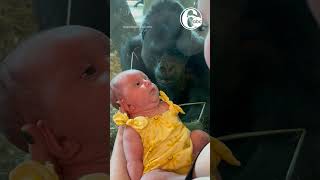 ♥️ Gorilla kisses newborn baby through glass at Ohio zoo [upl. by Mateo]