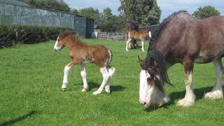 HILARIOUS Gorgeous Clydesdale foal falls over with excitement [upl. by Bud]