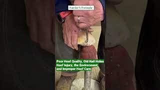 Farrier Drains Horses Hoof Abscess Part 2 Poor Hoof Quality hoofcare horse farrier shorts [upl. by Lekcim480]