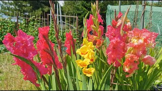 How to grow Gladiolus  Gladioli in UK and USDA 8 easy to grow colourful and great for pollinators [upl. by Thenna]