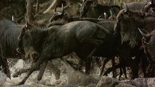 Crocodile Snatches a Wildebeest Out of the Herd [upl. by Rutan533]