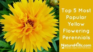 Top 5 Most Popular Yellow Flowering Perennials  NatureHillscom [upl. by Sheepshanks]