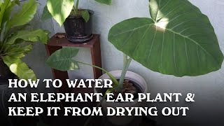 How to water an Elephant Ear plant and keep it from drying out [upl. by Nesyrb]