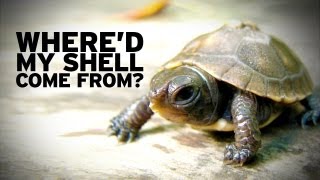 How Turtle Shells Evolved [upl. by Zanlog64]