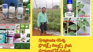 Syngenta products results farmers opinion in the crop of Tomato 🍅🍅🍅 [upl. by Ennayram]