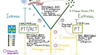 Prolonged PTT and PT [upl. by Dayir394]