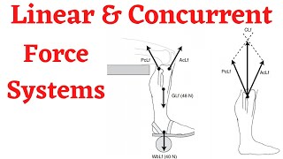 Biomechanics Translatory Motion In Linear And Concurrent Force Systems [upl. by Oiredised]