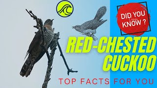 Redchested Cuckoo facts [upl. by Carmon]