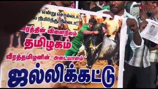 Jallikattu protests in Coimbatore [upl. by Palermo]