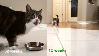 Kitten Time Lapse  12 Weeks to 1 Year Old [upl. by Emarej320]