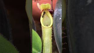 Will he survive 😧☠️ carnivorousplants nepenthes pitcherplant [upl. by Ettennil]