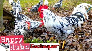 Exchequer Leghorn im Rasseportrait bei HAPPY HUHN E43  Gescheckte Leghorn Hühner Zucht  Geschichte [upl. by Elatnahs]