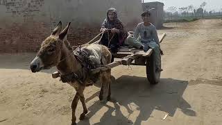 Donkey riding  Mumtaz village fashion [upl. by Eiramlatsyrc]