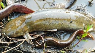 Primitive Life Smart Primitive Couple Unique Fishing Catch Big Fish At River  Daily Survival Skill [upl. by Ntsyrk]