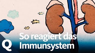 Wann das Immunsystem funktioniert  und wann nicht  Quarks [upl. by Docilla]