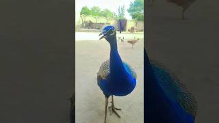 beautiful peafowl bird  peacock best view  morpeacockpeafowlmorwildlife [upl. by Virginia122]