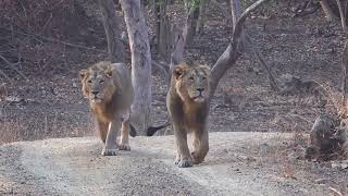 Asiatic Lions in the Gir Forest India [upl. by Platto725]