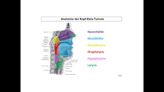 Anatomische Regionen im KopfHalsBereich  Strahlentherapie Prof Hilke Vorwerk [upl. by Ty]