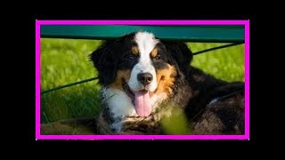 Berner Sennenhund [upl. by Heigl419]