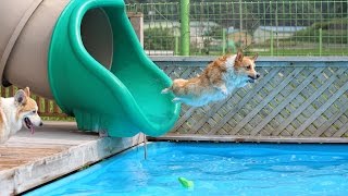 Swimming corgis  underwater view [upl. by Drahsar]