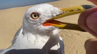 Caught Seagull with bare hands [upl. by Airyk]